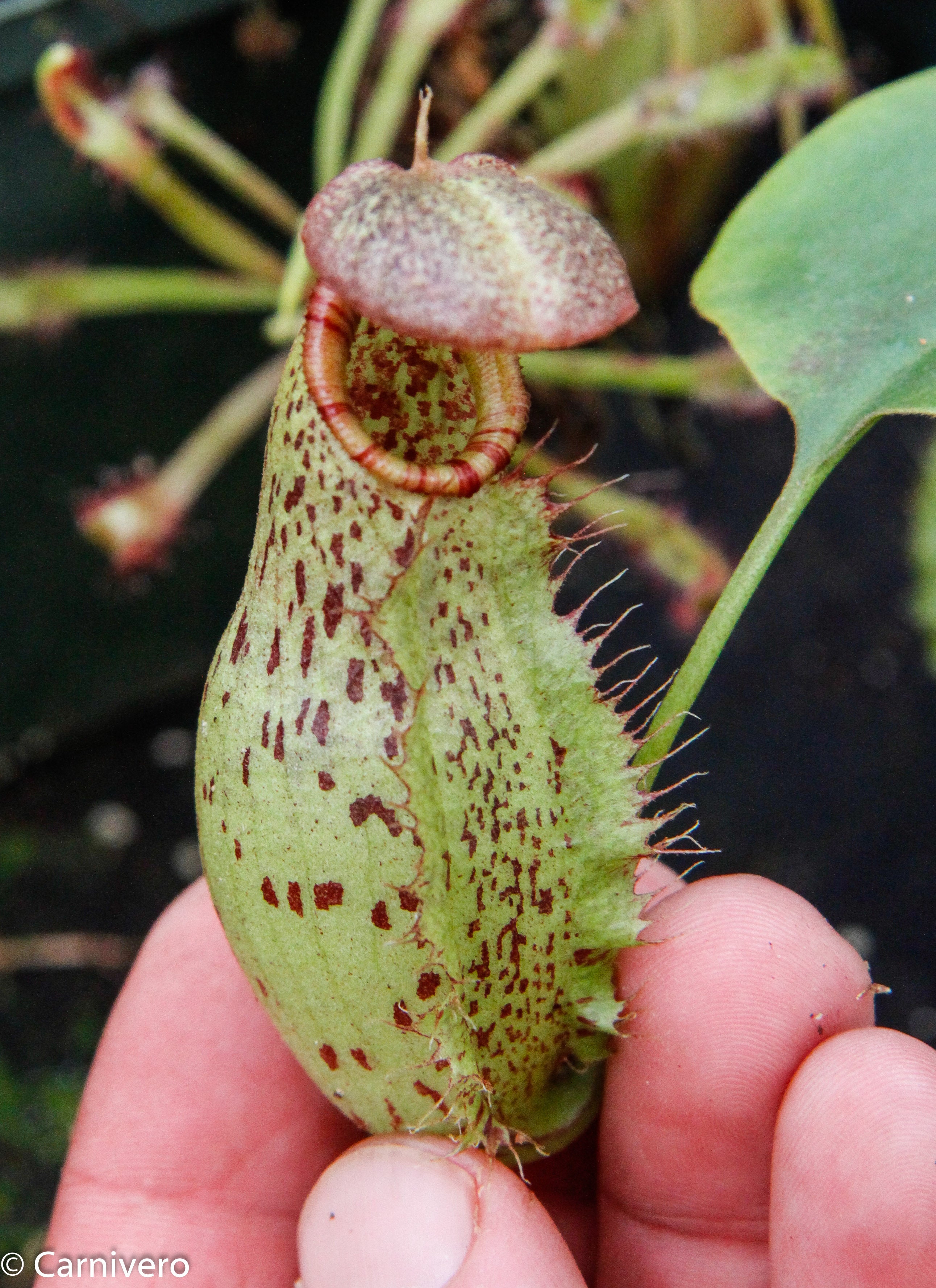 Nepenthes robcantleyi x (aristolochioides x spectabilis) – Carnivero