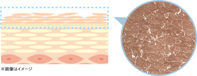 フェイシャリスト ファーメントパウダーa│【公式】シーボン（C'BON