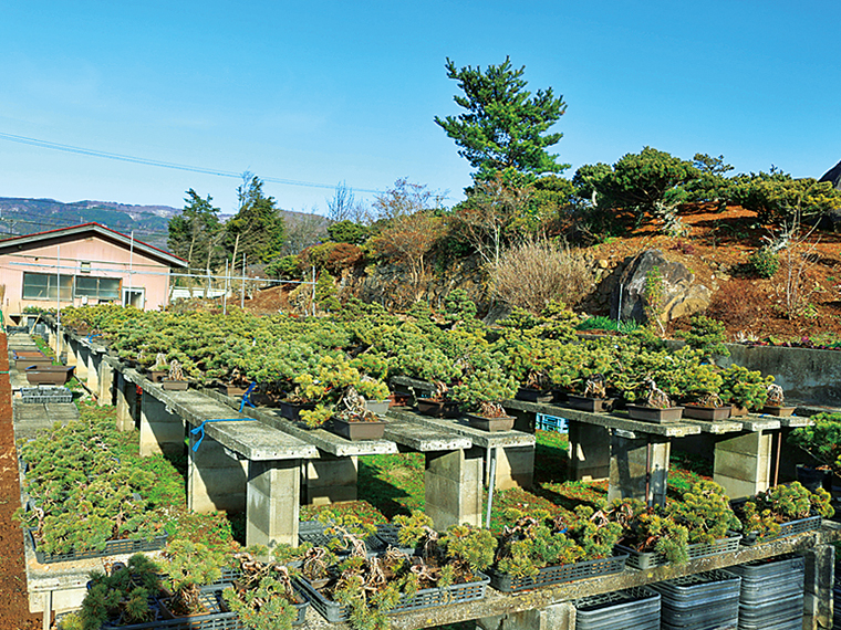 梅津天声園】「吾妻五葉松盆栽」を世界へ！日本の和の文化に触れよう