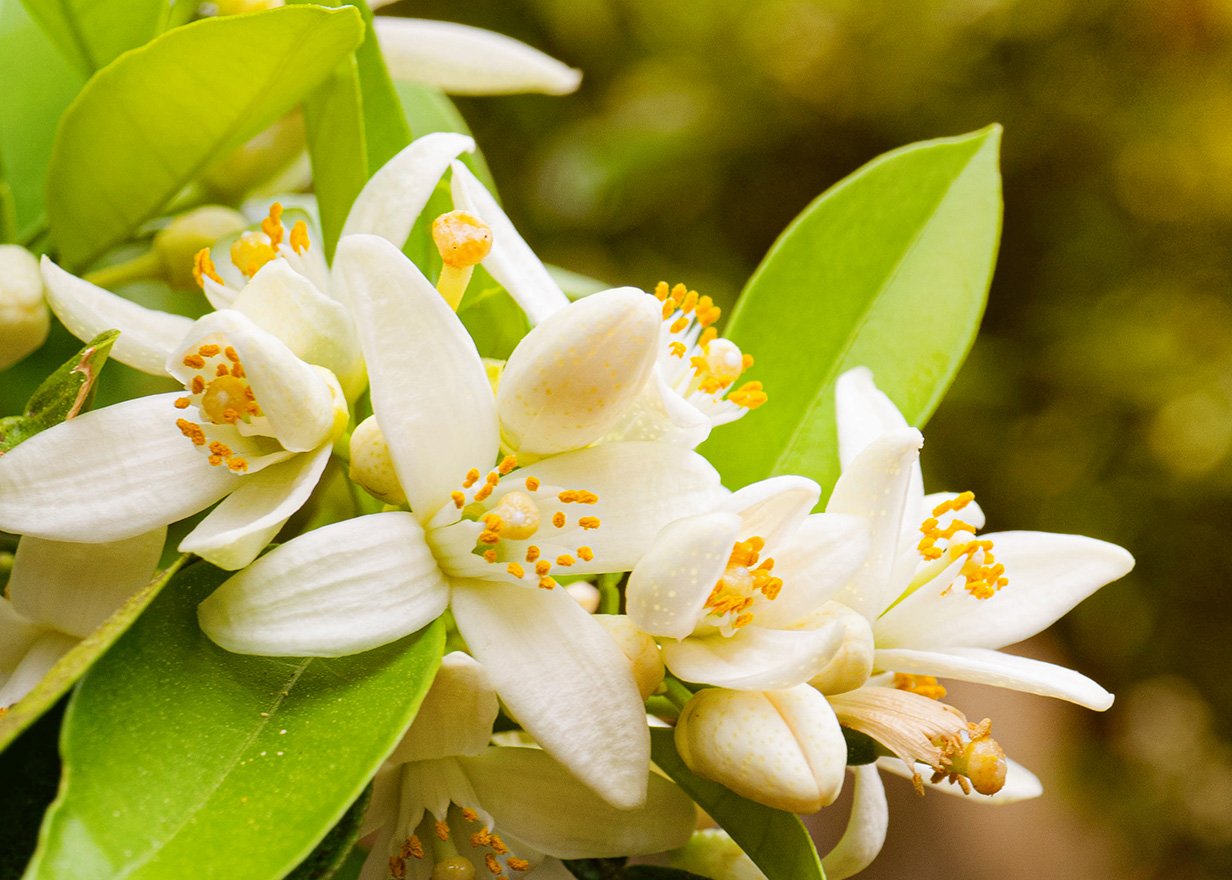 クレームアンタンシヴR（ニュイ） - 乳液・クリーム（夜用