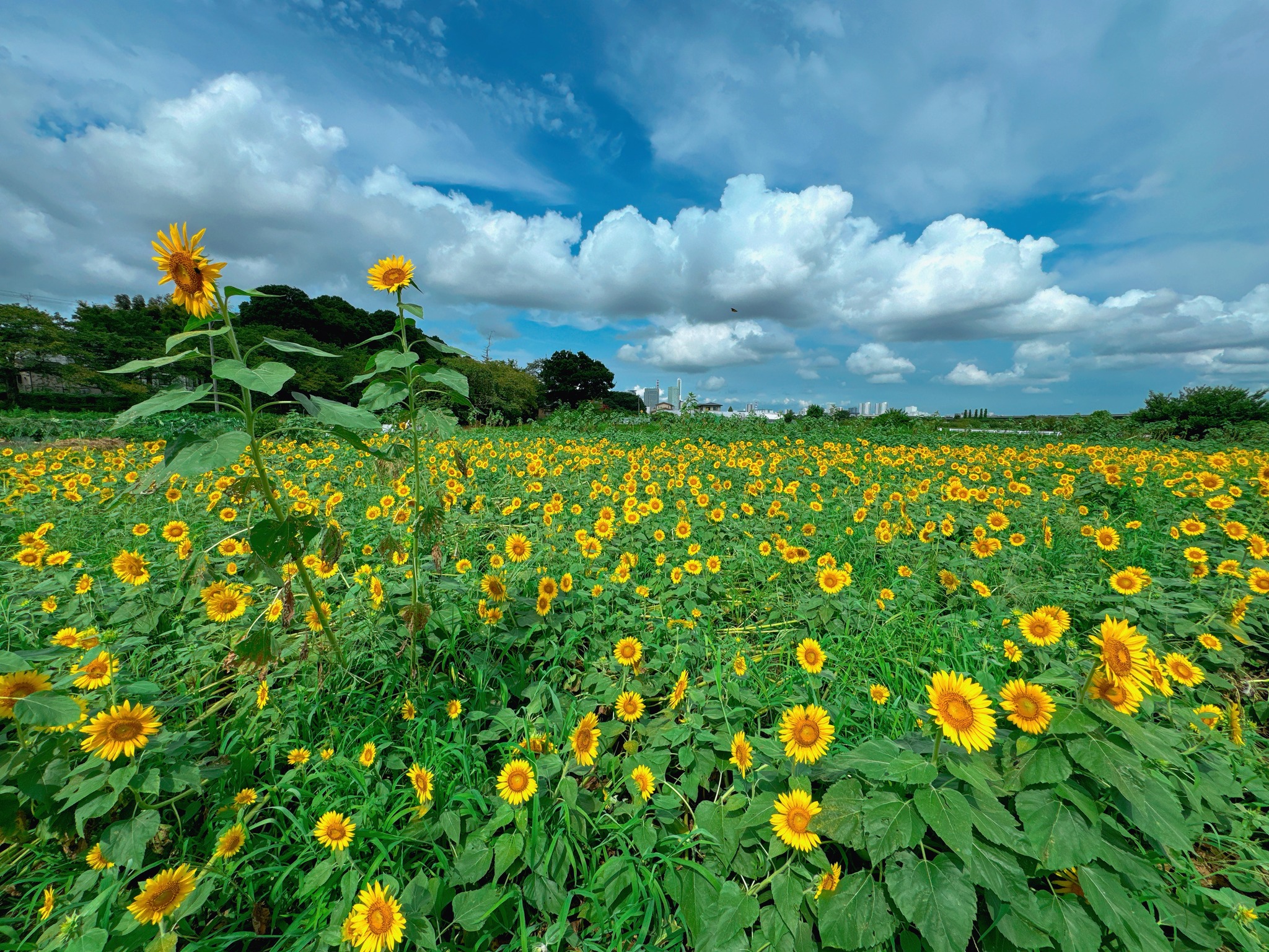 2024年の向日葵（ヒマワリ）の開花と暴風雨被害と今後の予定のお知らせ