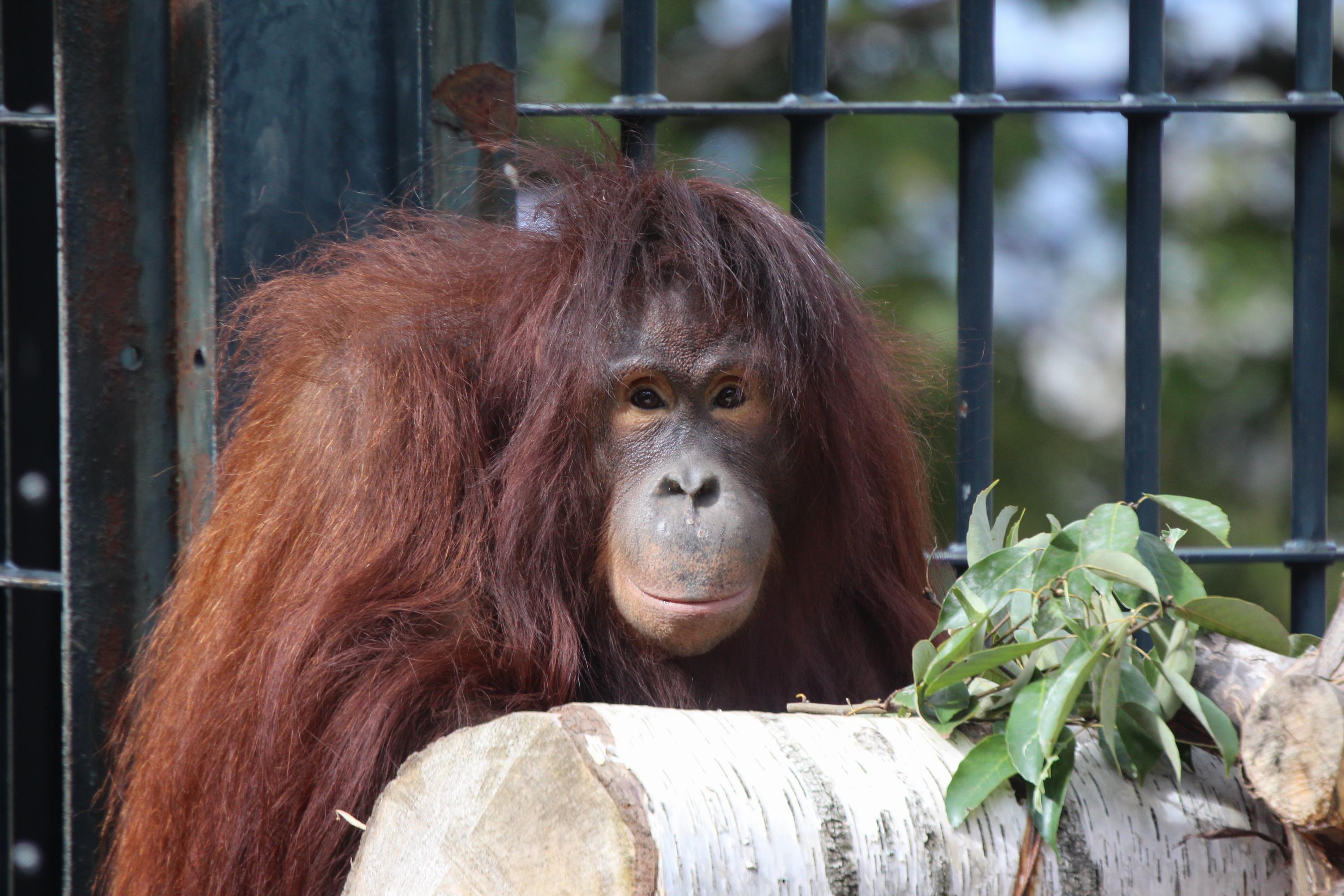 旭川市 旭山動物園 オランウータンの移動について（しいくにゅーす）