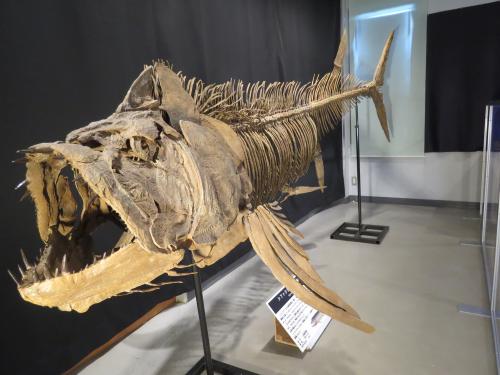 特別展示「石になった魚たち -The World of Fossil Fishes-」展 開催