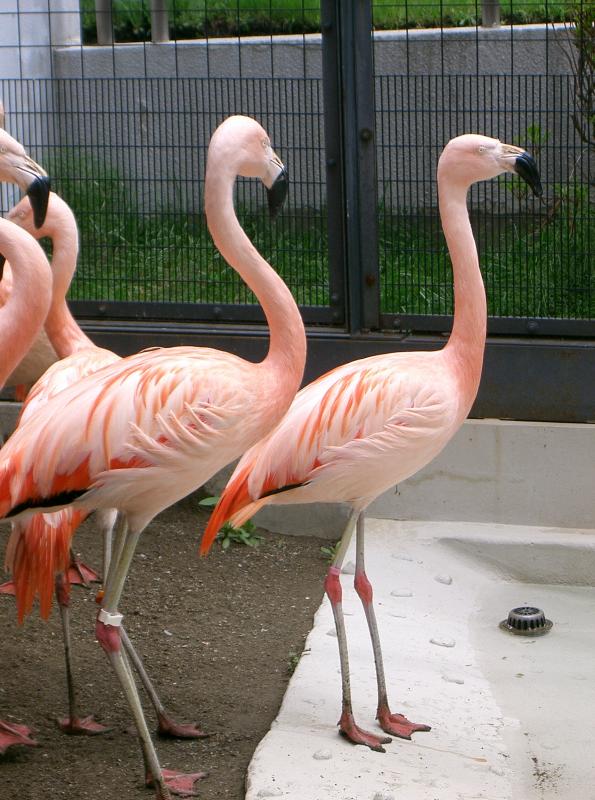 チリーフラミンゴ／札幌市円山動物園