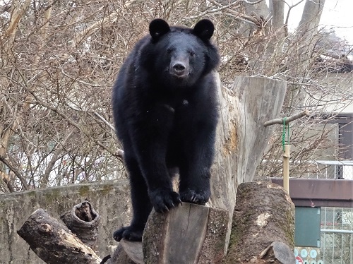 ニホンツキノワグマ｜八木山動物公園フジサキの杜