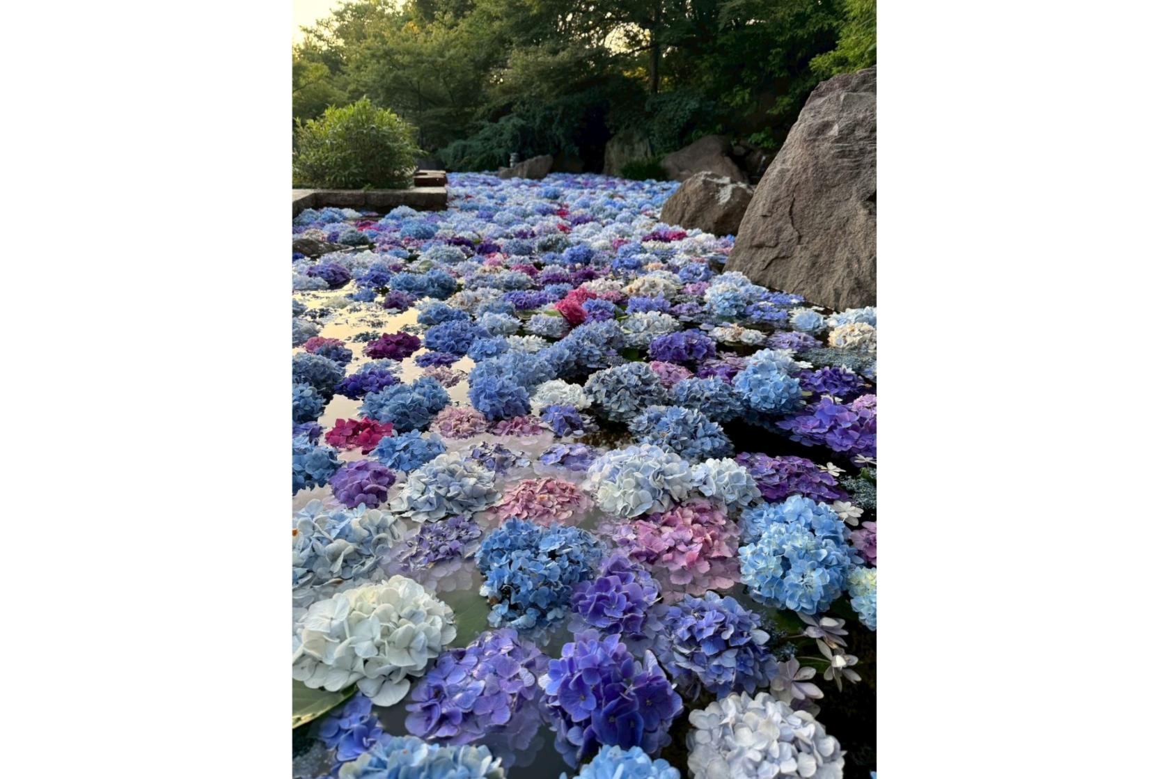 福智山ろく花公園】あじさい花手水 | イベント | 【公式】福岡県の観光