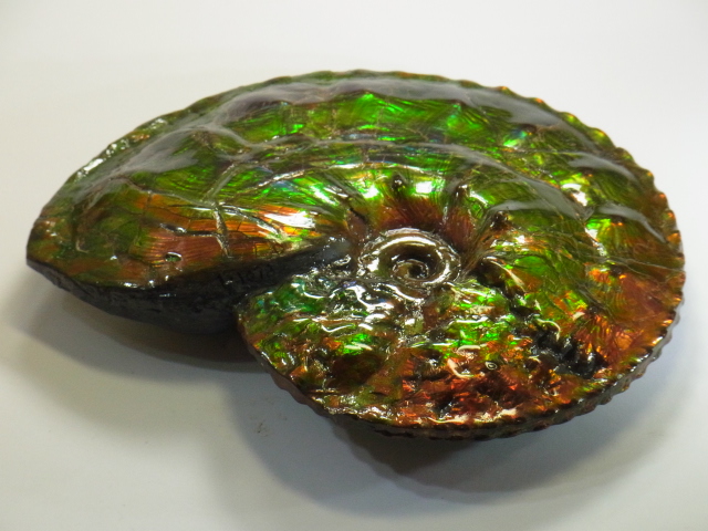 アンモライト原石 アンモライト研究所【化石ジュエリー宝石販売ルーム】