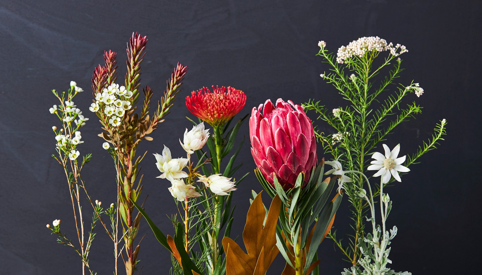 不思議で個性的なフォルムのネイティブフラワー｜青山フラワー