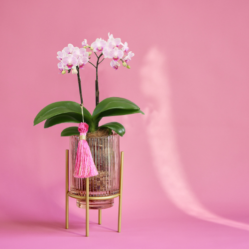 産直】椎名洋ラン園のマイクロ胡蝶蘭 ピンク系2本立ち | 青山フラワー
