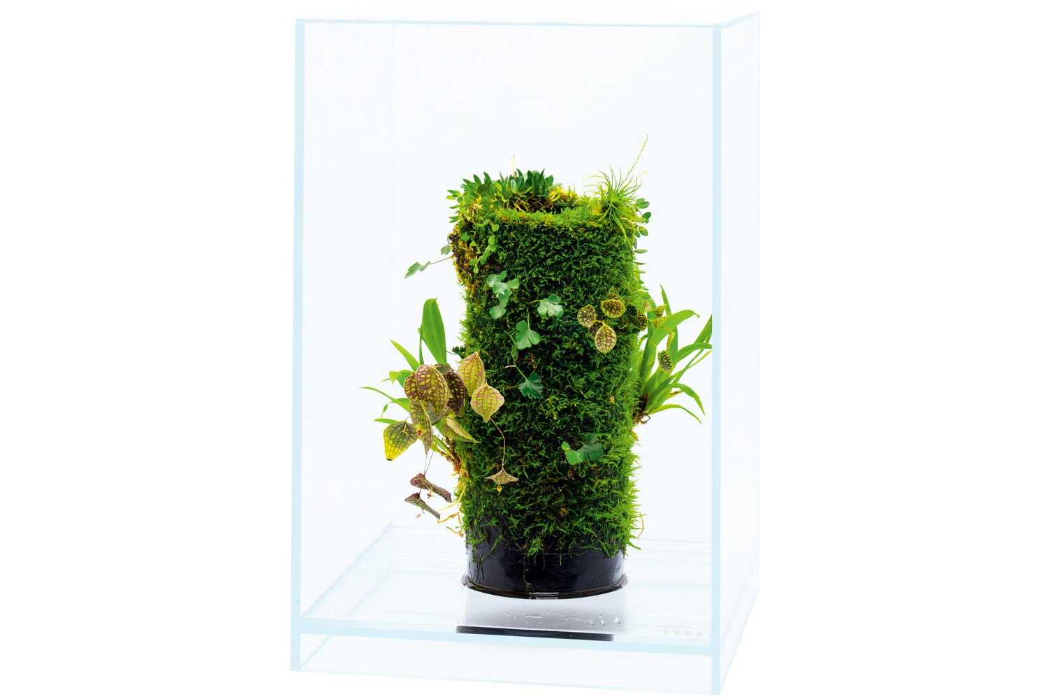 NEW JUNGLE PLANTS 「小型着生ラン」 | AQUA DESIGN AMANO