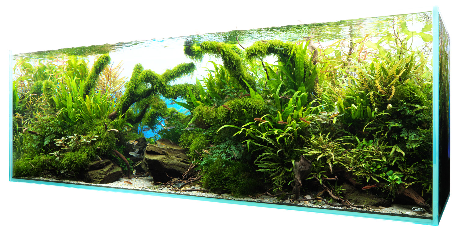 NATURE AQUARIUM GALLERY #01 「ダイバースフォレスト」 | AQUA DESIGN
