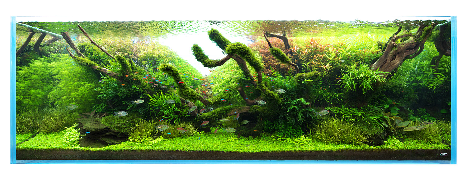 NATURE IN THE GLASS 「枯淡の趣」 | AQUA DESIGN AMANO