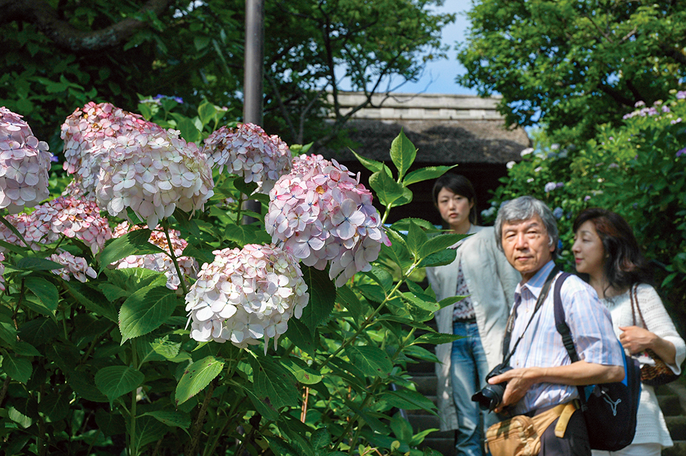 アジサイ百科 アボック社 Aboc - アボック社 -アジサイ百科