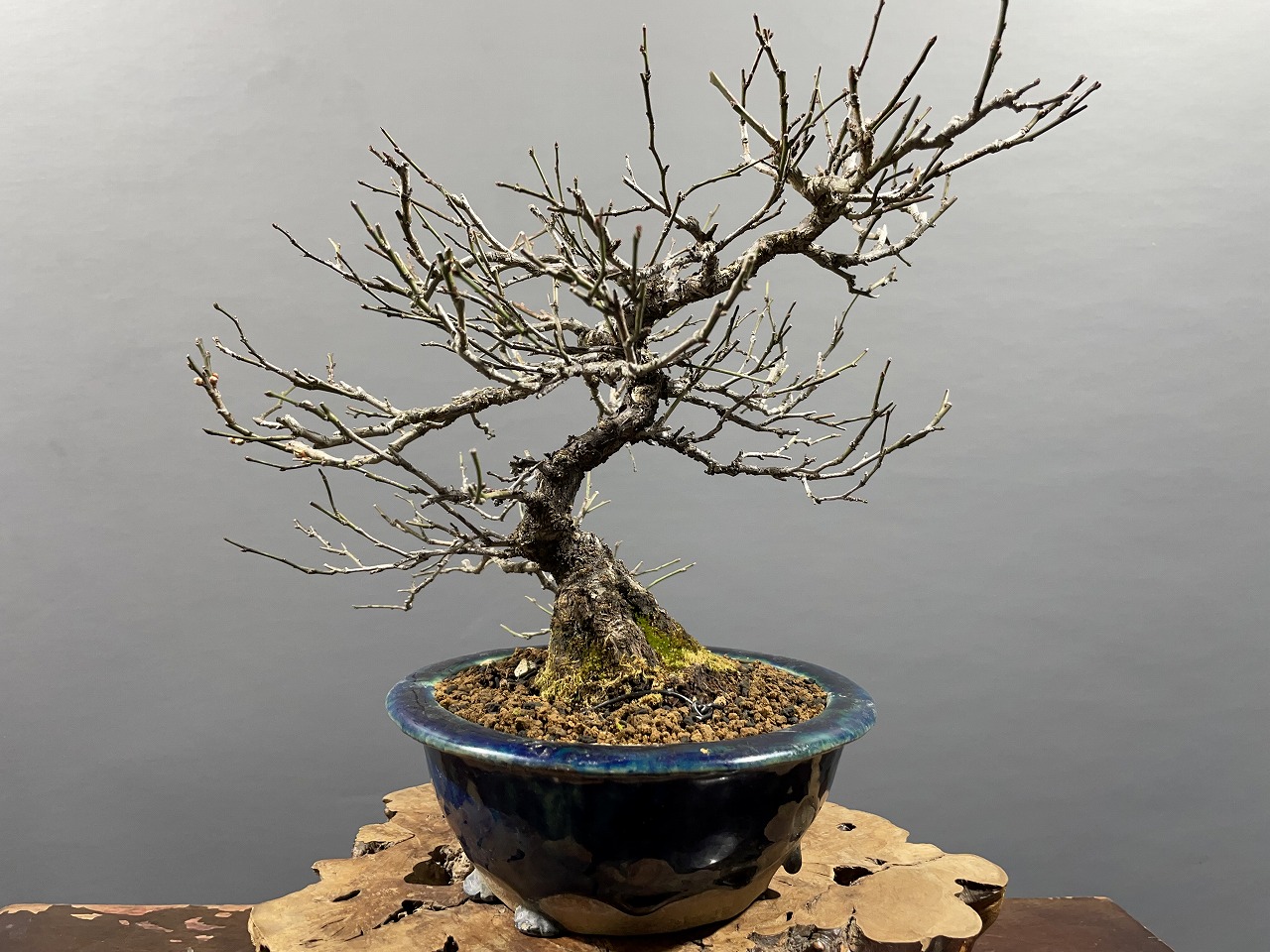 山木 甲州野梅 白一重 咲きます 香り良し 甲州野梅 白一重 咲きます