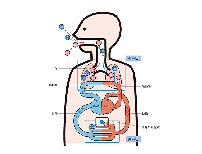 1．呼吸器の構造と呼吸の仕組みを知ろう｜ディアケア