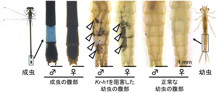 産総研：トンボの幼虫から成虫への変態に必須な遺伝子群の同定に成功