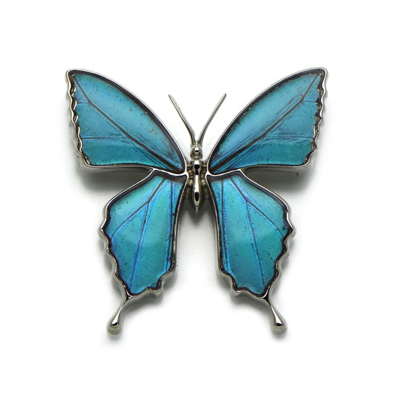 ゼフィリティスモルフォ 蝶の翅 ブローチ兼ペンダント シルバー925