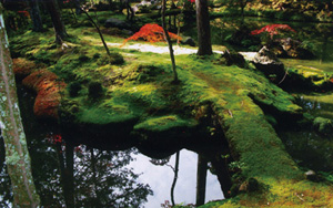 奥深い“コケ”の世界を探る 岩月 善之助 氏