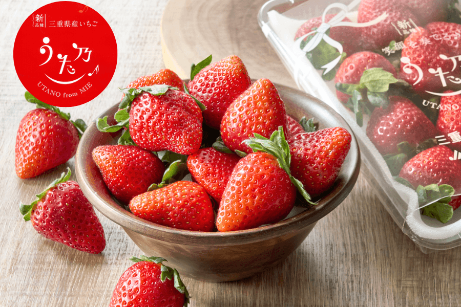 今年度本格デビュー！三重県産の 新品種いちご「うた乃」を「JA