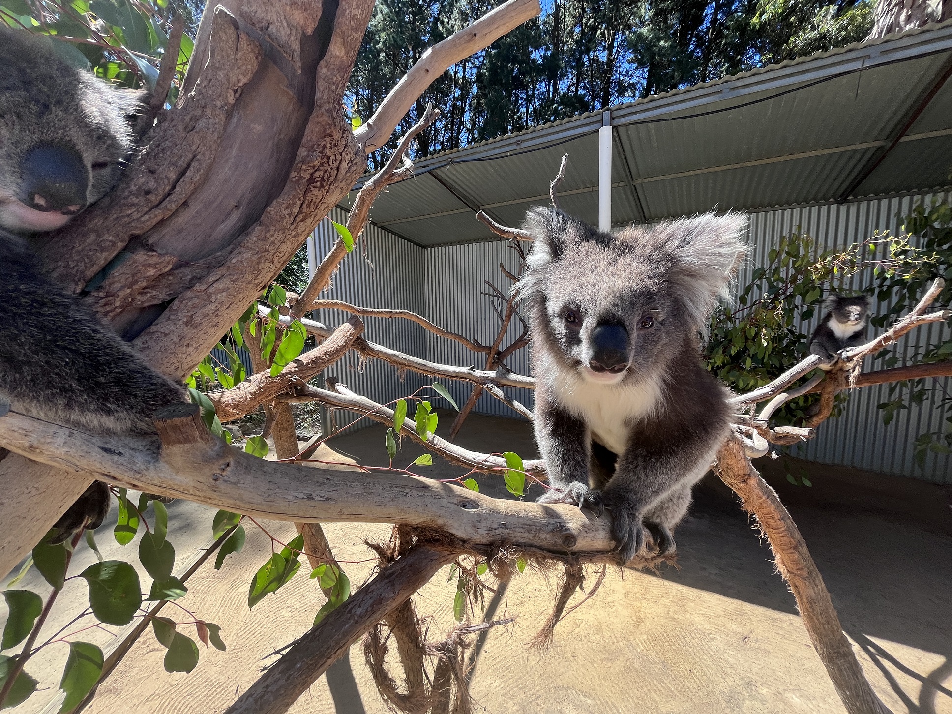 3月10日放送！中京テレビ制作 ブラザー presents 潜入！絶滅動物研究所