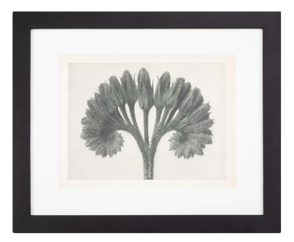 Botanical Photogravures by Karl Blossfeldt, Berlin, 1929 – Avery