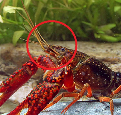 エビの仲間ザリガニ プロフィールチェック５本セット！ 日本の淡水性エビ・カニ: 日本産淡水性・汽水性甲殻類102種