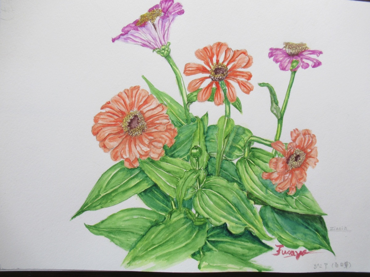 ジニア」 by ふさよ｜Artmeter｜暮らしを彩るアートが、きっと見つかる