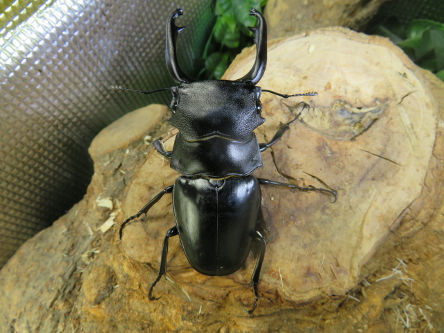 スチーブンスツヤクワガタ 昆虫ショップアリスト | 外国産 昆虫