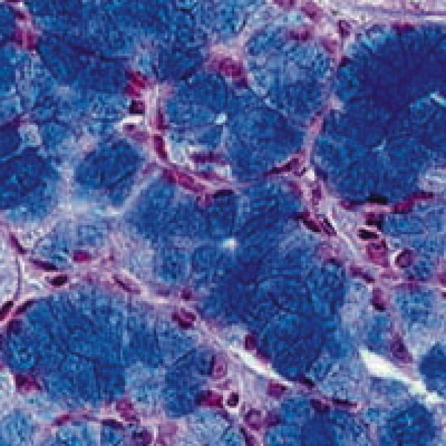 アルシアンブルー|研究用試薬|製品紹介｜理化学研究機器・消耗品のBMS