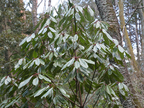 ユズリハ (Daphniphyllum macropodum)