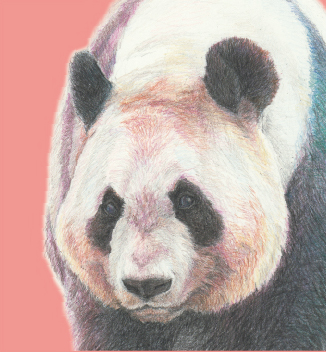 パンダの鉛筆画 赤いフレーム付き 壁掛け 価格交渉どうぞ パンダの