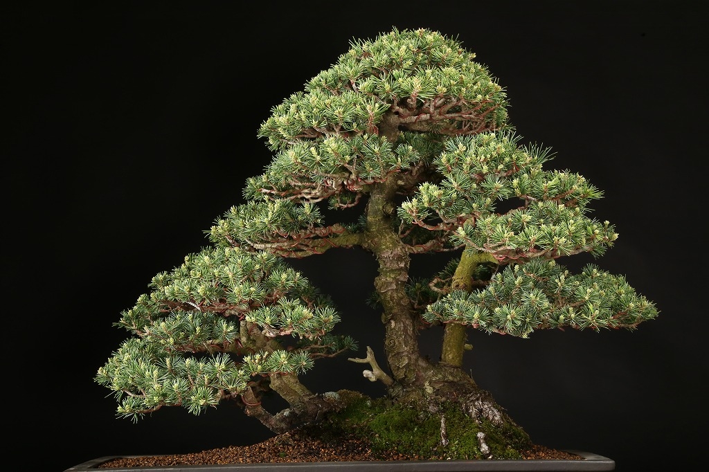 五葉松（瑞祥）約50年 | 雨竹亭オンラインショップ