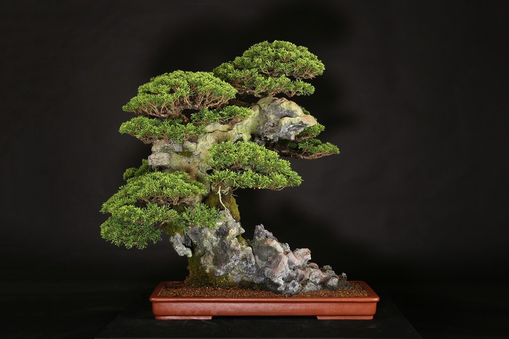 真柏石付 約25年 | 雨竹亭オンラインショップ