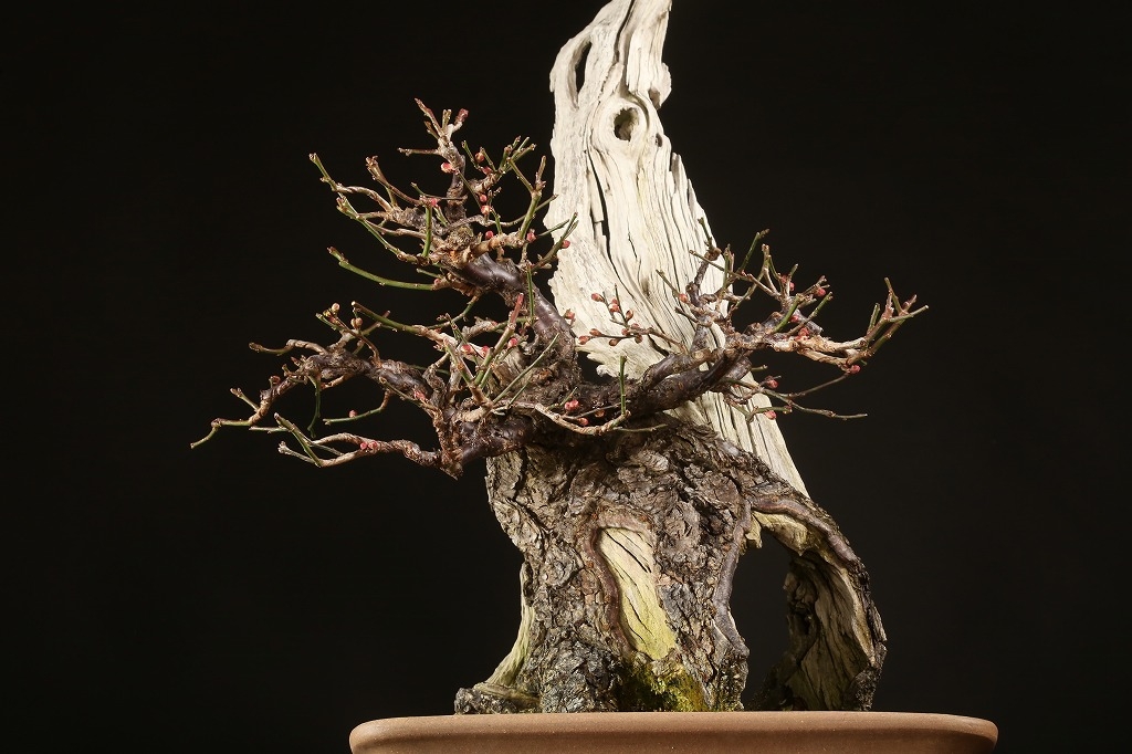 野梅（白一重咲・米良性）約100年 | 雨竹亭オンラインショップ