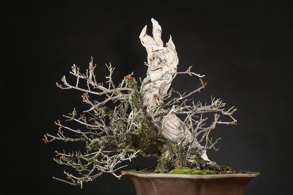 野梅（一重白花）約80年 | 雨竹亭オンラインショップ