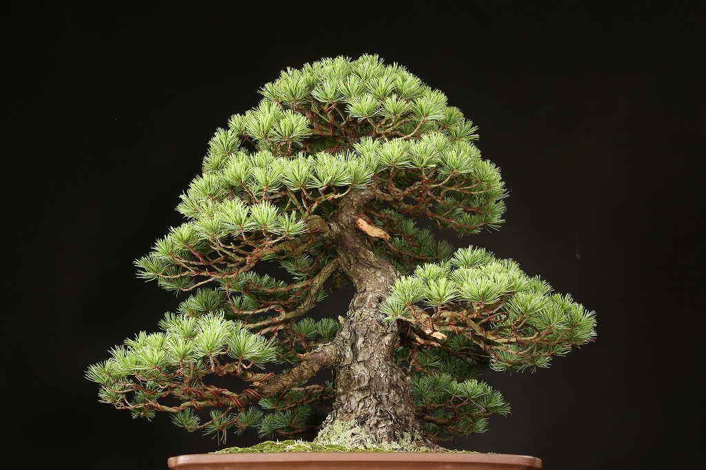 那須五葉松 約100年 | 雨竹亭オンラインショップ