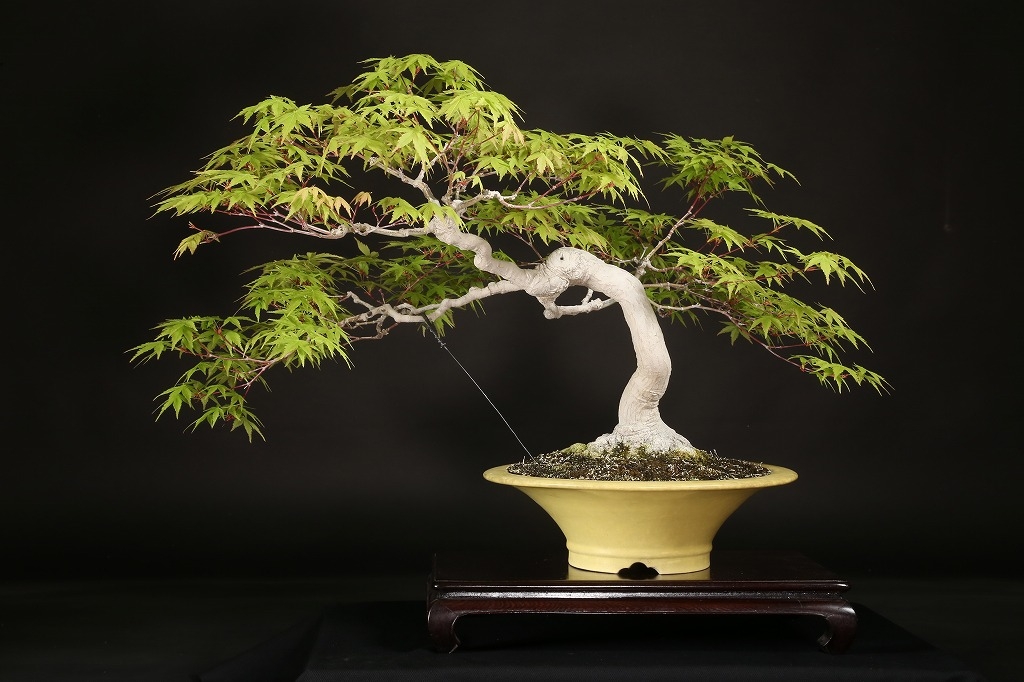 もみじ 約50年 | 雨竹亭オンラインショップ