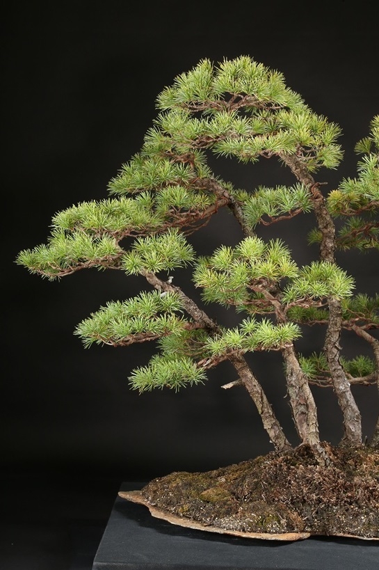 五葉松根連り石付 約100年 | 雨竹亭オンラインショップ