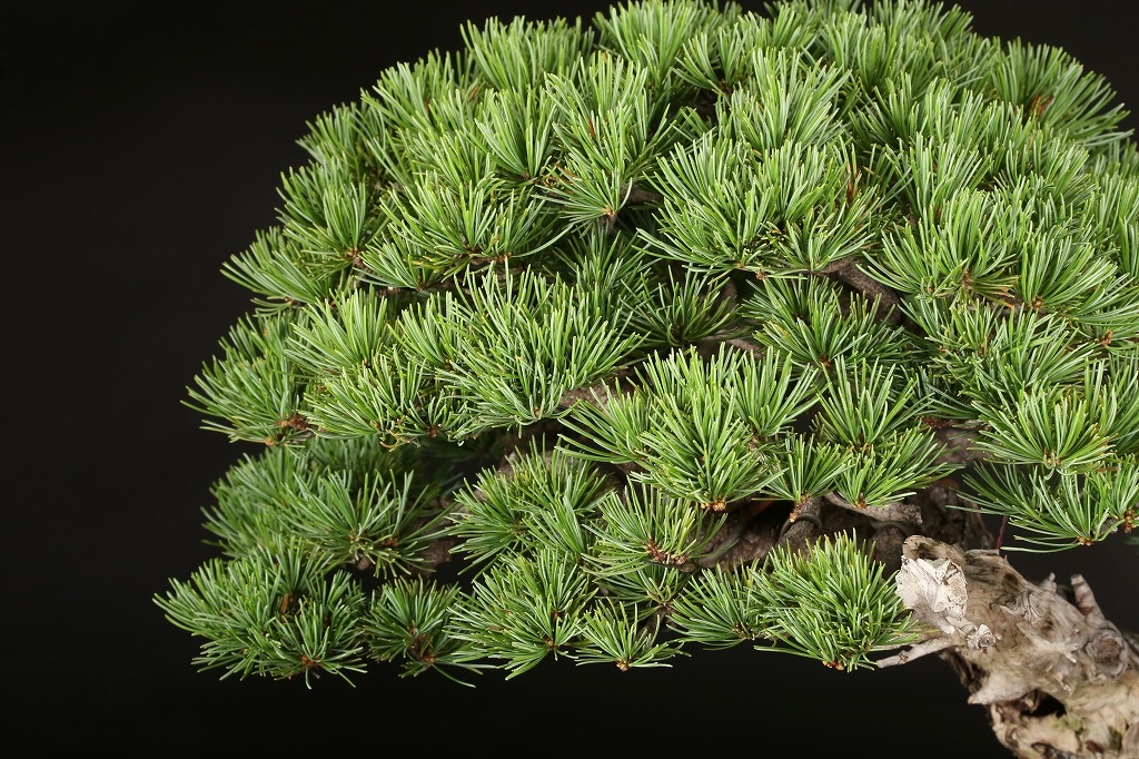 五葉松（那須娘）約60年 | 雨竹亭オンラインショップ