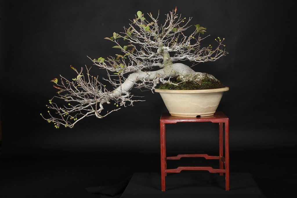 日本カマツカ 約50年 | 雨竹亭オンラインショップ