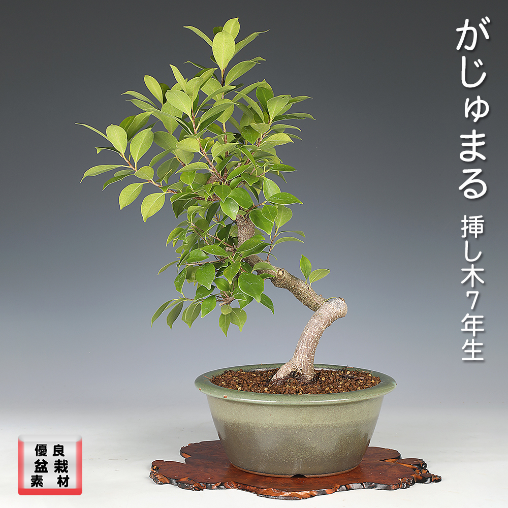 第91回 銘風盆栽展 記念帖 | 盆栽、盆栽書籍、盆栽鉢の通販│近代出版