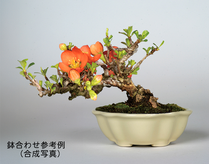 KINBONオリジナル盆栽鉢 木瓜型 | 盆栽、盆栽書籍、盆栽鉢の通販│近代出版