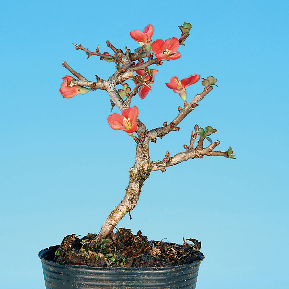 長寿梅（赤花） | 盆栽、盆栽書籍、盆栽鉢の通販│近代出版