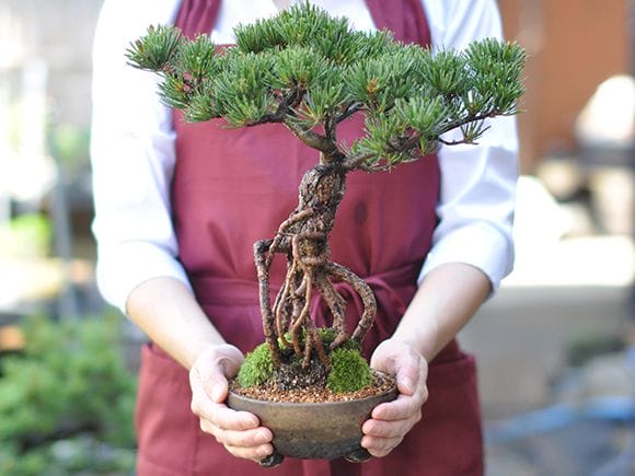 根上がりの五葉松 を販売｜入門は盆栽妙 – 盆栽妙 本店