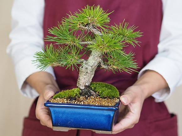 小品盆栽 四国黒松｜盆栽妙 – 盆栽妙 本店