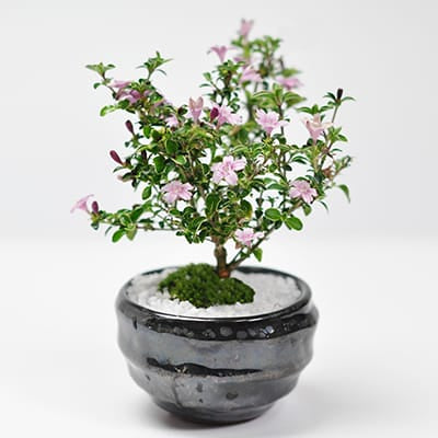 さつき 深山満月の盆栽を販売｜盆栽妙 – 盆栽妙 本店