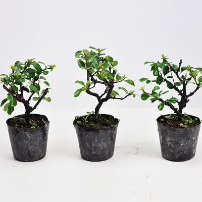 黒松小 素材 10本セットの盆栽を販売｜盆栽妙 – 盆栽妙 本店