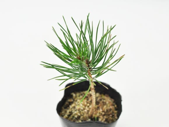 盆栽素材 黒松ミニミニ 直幹を販売｜盆栽妙 – 盆栽妙 本店