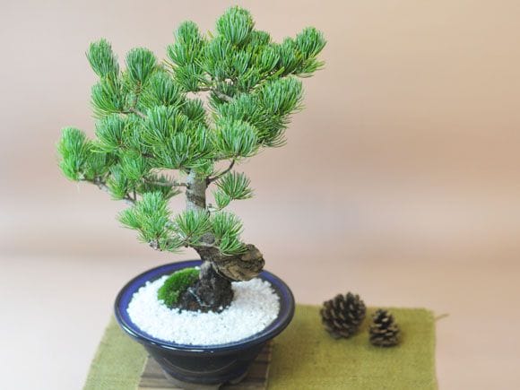 樹齢20年 特選五葉松の盆栽 を販売｜入門は盆栽妙 – 盆栽妙 本店