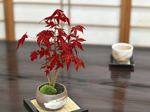 山もみじ ハケメ丸鉢を販売｜入門は盆栽妙 – 盆栽妙 本店